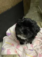 Cricket , a female Maltipoo and Havanese for sale in Goodyear, AZ – 1 of 6