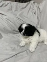 Martin, a male Havanese and Shih Tzu for sale in Goodyear, AZ – 4 of 8