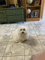 Rolo, a male Maltipoo and Havanese for sale in Goodyear, AZ – 9 of 9