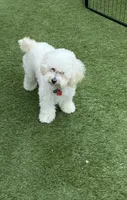 Jewel on hold, a female Maltipoo and Shih Tzu for sale in Goodyear, AZ – 3 of 6
