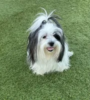 Puff, a female Havanese and Shih Tzu for sale in Goodyear, AZ – 4 of 4