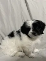 Martin, a male Havanese and Shih Tzu for sale in Goodyear, AZ – 3 of 8