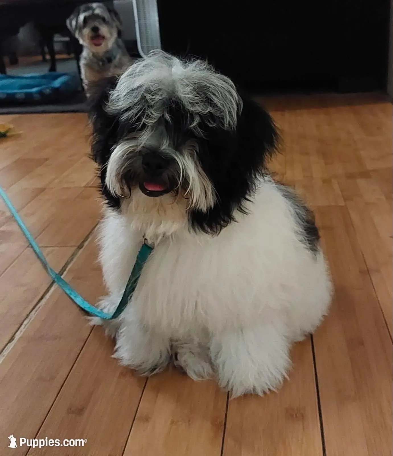 Cricket, a female Maltipoo and Havanese for sale in Goodyear, AZ – 9 of 9