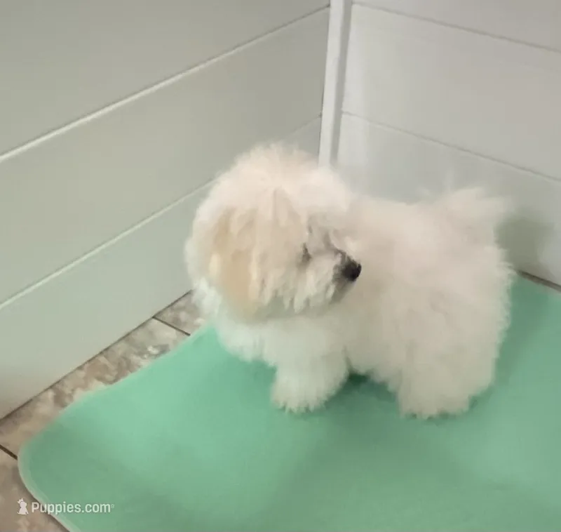 Shelly – Maltipoo, Havanese puppy for sale in Goodyear, AZ
