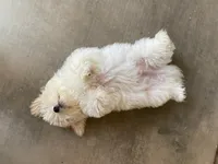 Clayton on hold, a male Maltipoo and Havanese for sale in Goodyear, AZ – 7 of 10