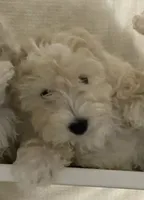 Felix, a male Maltipoo and Havanese for sale in Goodyear, AZ – 1 of 7