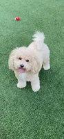 Cricket , a female Maltipoo and Havanese for sale in Goodyear, AZ – 5 of 6