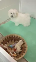 Shelly, a female Maltipoo and Havanese for sale in Goodyear, AZ – 2 of 2