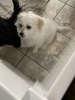 Baby, a female Shih Tzu for sale in Goodyear, AZ – 2 of 6