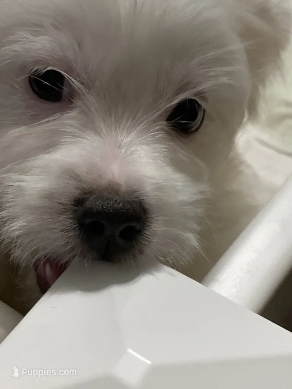 Agatha – Havanese, Shih Tzu puppy for sale in Goodyear, AZ