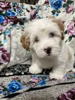 Flint, a male Maltipoo and Shih Tzu for sale in Goodyear, AZ – 4 of 6