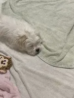 Blanch, a female Havanese and Shih Tzu for sale in Goodyear, AZ – 4 of 7