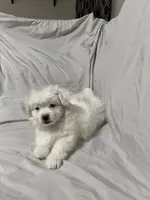 Agatha, a female Havanese and Shih Tzu for sale in Goodyear, AZ – 3 of 7