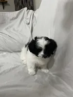 Martin, a male Havanese and Shih Tzu for sale in Goodyear, AZ – 5 of 8