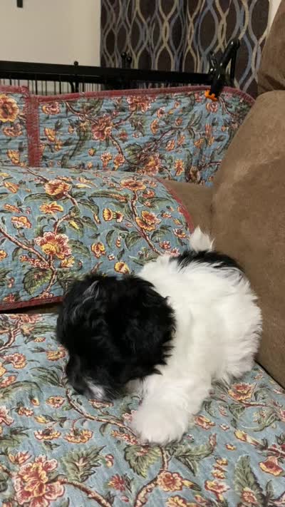 Baxter , a male Havanese and Shih Tzu for sale in Goodyear, AZ – 4 of 7