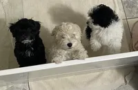 Felix, a male Maltipoo and Havanese for sale in Goodyear, AZ – 4 of 7