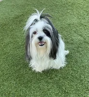 Martin, a male Havanese and Shih Tzu for sale in Goodyear, AZ – 8 of 8