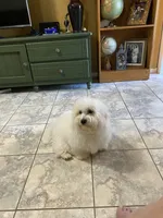 Rolo, a male Maltipoo and Havanese for sale in Goodyear, AZ – 8 of 9