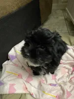 Cricket , a female Maltipoo and Havanese for sale in Goodyear, AZ – 2 of 6