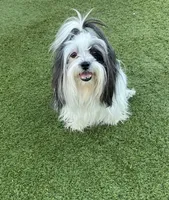 Agatha, a female Havanese and Shih Tzu for sale in Goodyear, AZ – 7 of 7