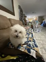 Rolo, a male Maltipoo and Havanese for sale in Goodyear, AZ – 7 of 9