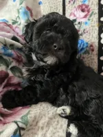Onyx, a male Maltipoo and Shih Tzu for sale in Goodyear, AZ – 2 of 2