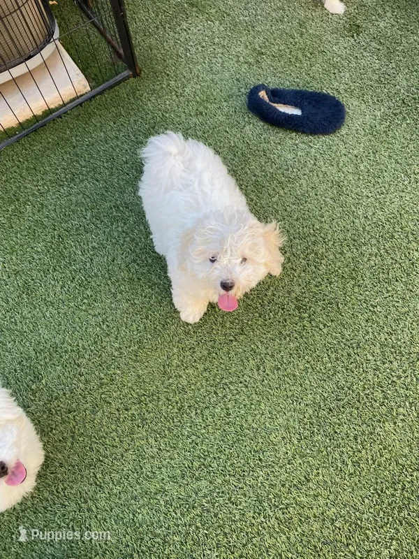 Clayton  – Maltipoo, Havanese puppy for sale in Goodyear, AZ