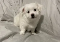 Puff, a female Havanese and Shih Tzu for sale in Goodyear, AZ – 2 of 4