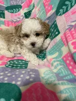Pebble, a female Maltipoo and Shih Tzu for sale in Goodyear, AZ – 2 of 2