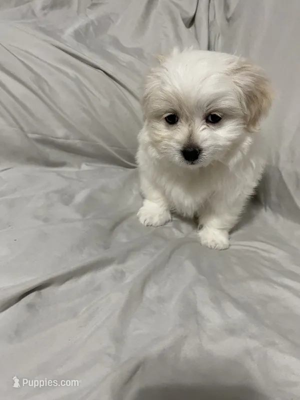 Blanche – Havanese, Shih Tzu puppy for sale in Goodyear, AZ