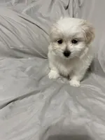 Blanche, a female Havanese and Shih Tzu for sale in Goodyear, AZ – 1 of 8