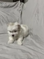 Agatha, a female Havanese and Shih Tzu for sale in Goodyear, AZ – 2 of 7