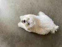 Clayton on hold, a male Maltipoo and Havanese for sale in Goodyear, AZ – 4 of 10