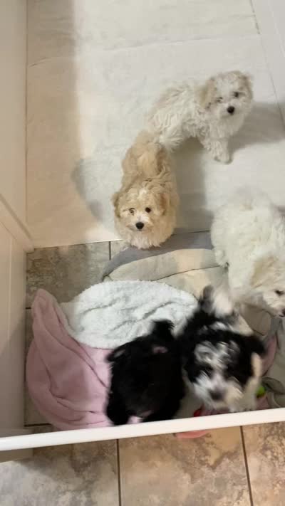 Felix, a male Maltipoo and Havanese for sale in Goodyear, AZ – 5 of 7