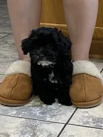 Cricket , a female Maltipoo and Havanese for sale in Goodyear, AZ – 4 of 6