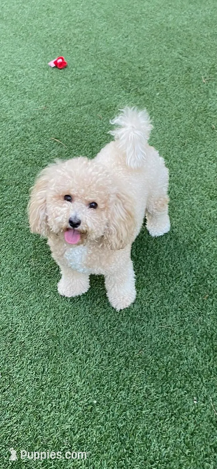 Cricket, a female Maltipoo and Havanese for sale in Goodyear, AZ – 8 of 9