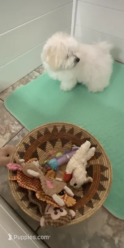 Shelly – Maltipoo, Havanese puppy for sale in Goodyear, AZ