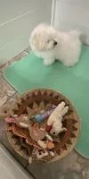 Shelly, a female Maltipoo and Havanese for sale in Goodyear, AZ – 1 of 2