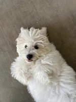 Clayton on hold, a male Maltipoo and Havanese for sale in Goodyear, AZ – 8 of 10