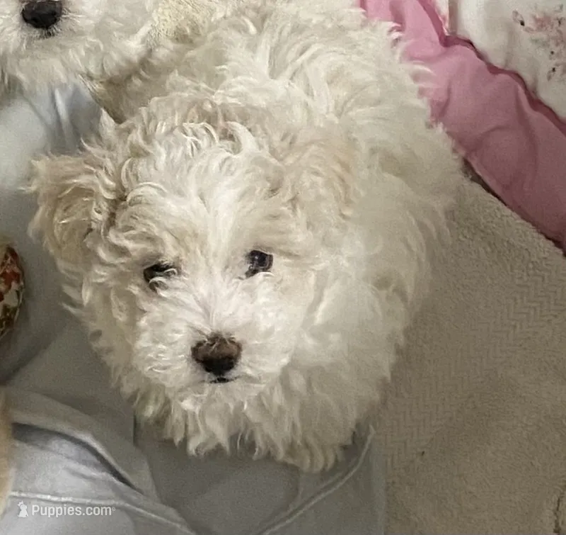 Shelly – Maltipoo, Havanese puppy for sale in Goodyear, AZ