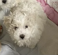 Shelly, a female Maltipoo and Havanese for sale in Goodyear, AZ – 1 of 5
