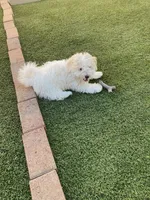 Clayton on hold, a male Maltipoo and Havanese for sale in Goodyear, AZ – 9 of 10