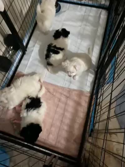 Baxter , a male Havanese and Shih Tzu for sale in Goodyear, AZ – 7 of 7