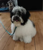 Blanch, a female Havanese and Shih Tzu for sale in Goodyear, AZ – 7 of 7