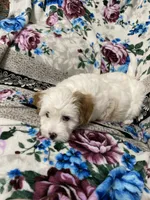 Flint, a male Maltipoo and Shih Tzu for sale in Goodyear, AZ – 2 of 6