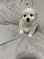 Blanche, a female Havanese and Shih Tzu for sale in Goodyear, AZ – 5 of 8