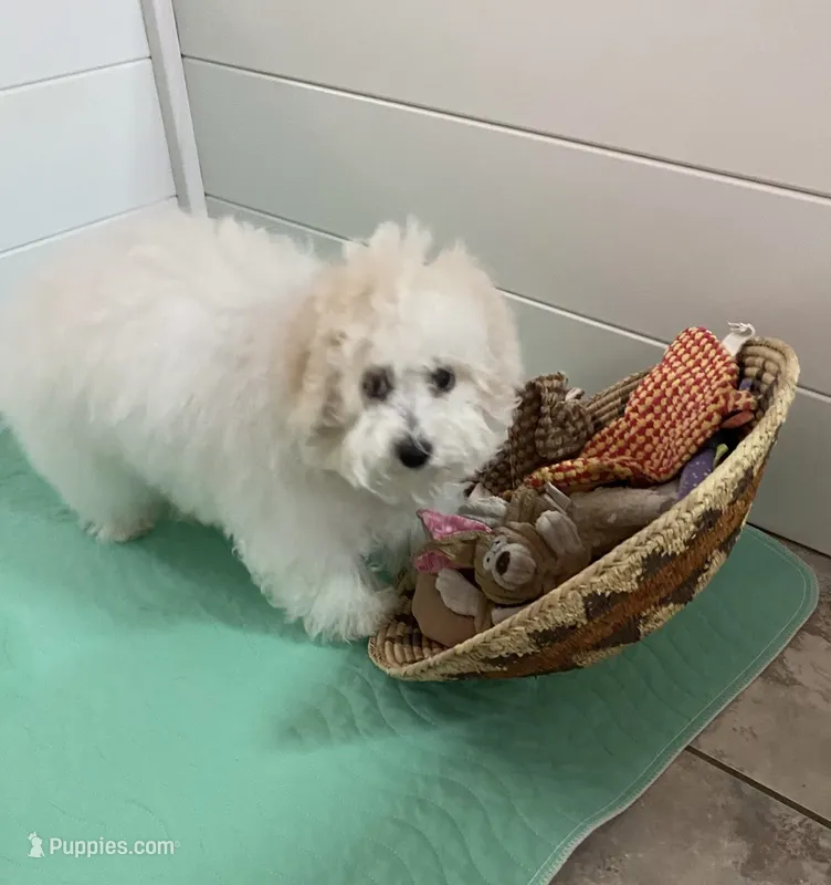 Clayton  – Maltipoo, Havanese puppy for sale in Goodyear, AZ