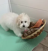 Clayton , a male Maltipoo and Havanese for sale in Goodyear, AZ – 3 of 3