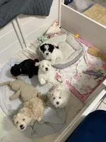 Maggie , a female Maltipoo and Havanese for sale in Goodyear, AZ – 2 of 7