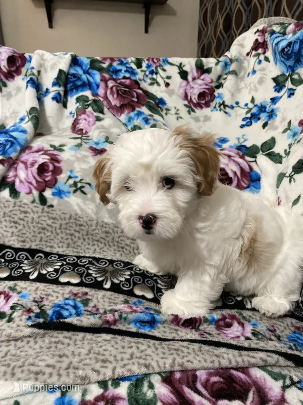 Flint – Maltipoo, Shih Tzu puppy for sale in Goodyear, AZ